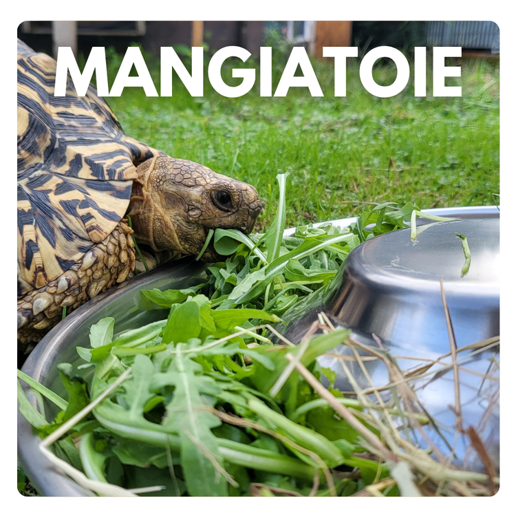 Mangiatoie e ciotole per tartarughe di terra 