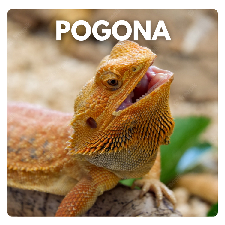 Vendita prodotti Pogona vitticeps drago barbuto