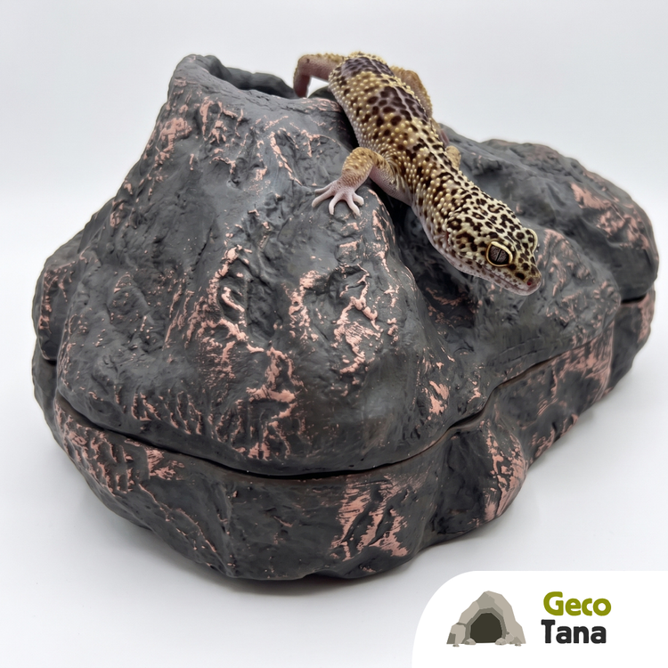 Tana umida per gechi leopardini, cilatus e sauri