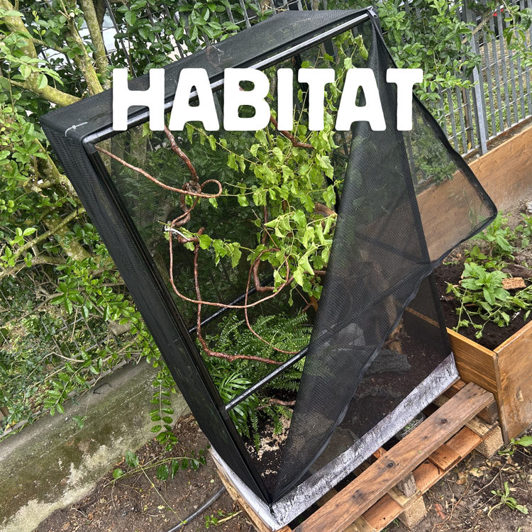 Terrari e habitat per rettili