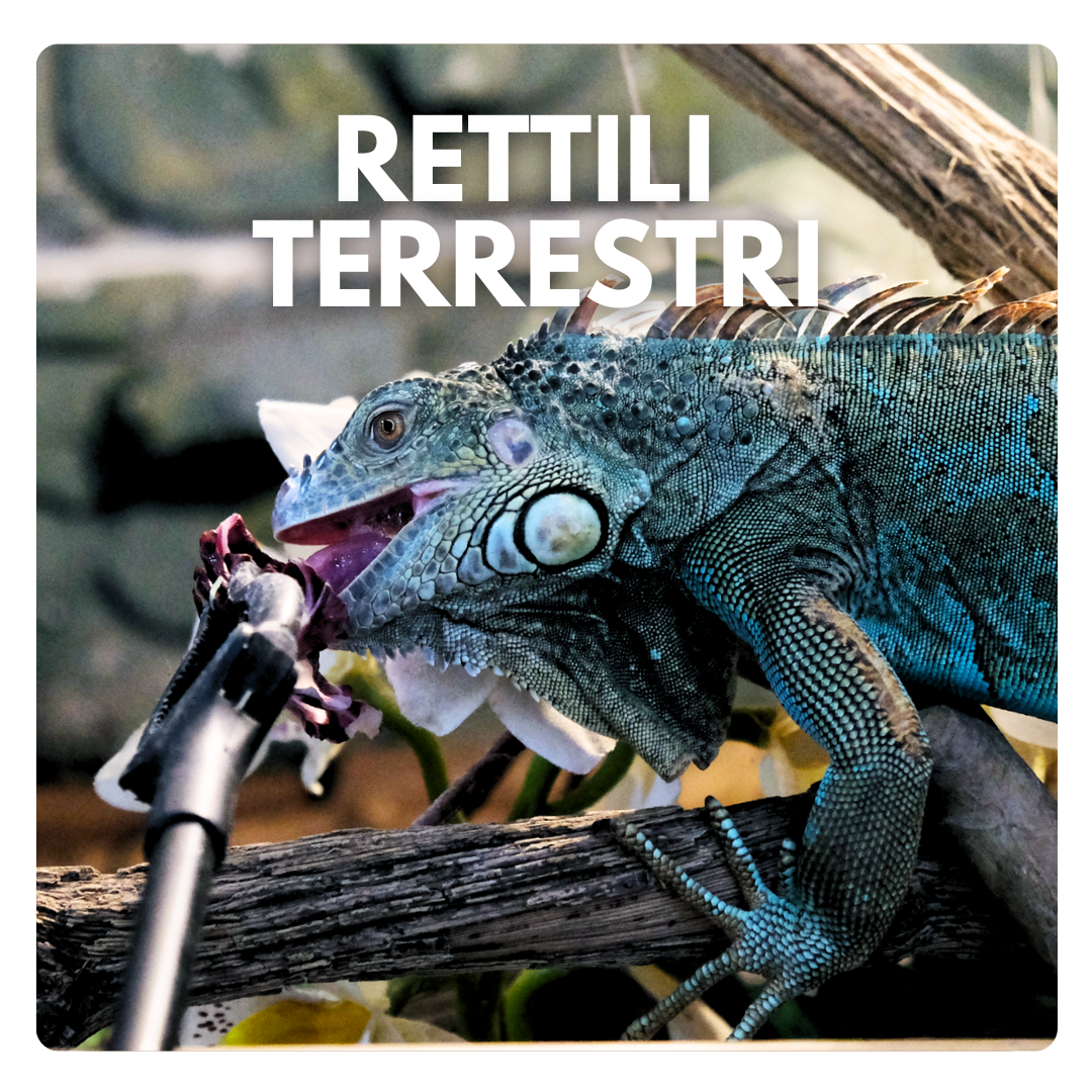 negozio rettili