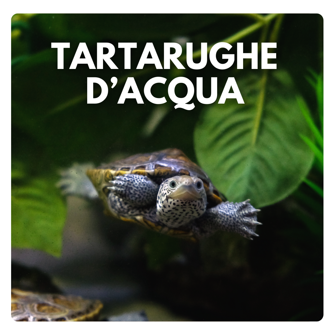 negozio tartarughe d'acqua dolce