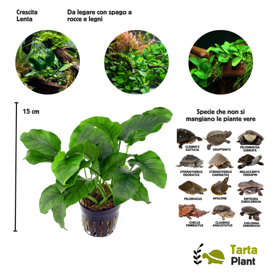 Anubias pianta vera per acquari con tartarughe