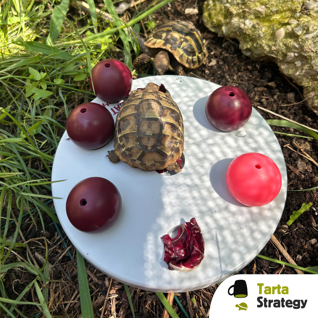 Balls strategy gioco di attivazione mentale per tartarughe
