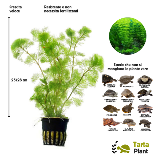 Cabomba pianta vera per acquari con tartarughe