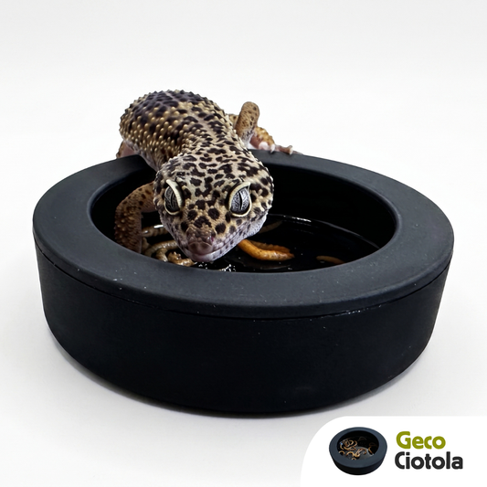Ciotola tarme della farina antifuga per rettili