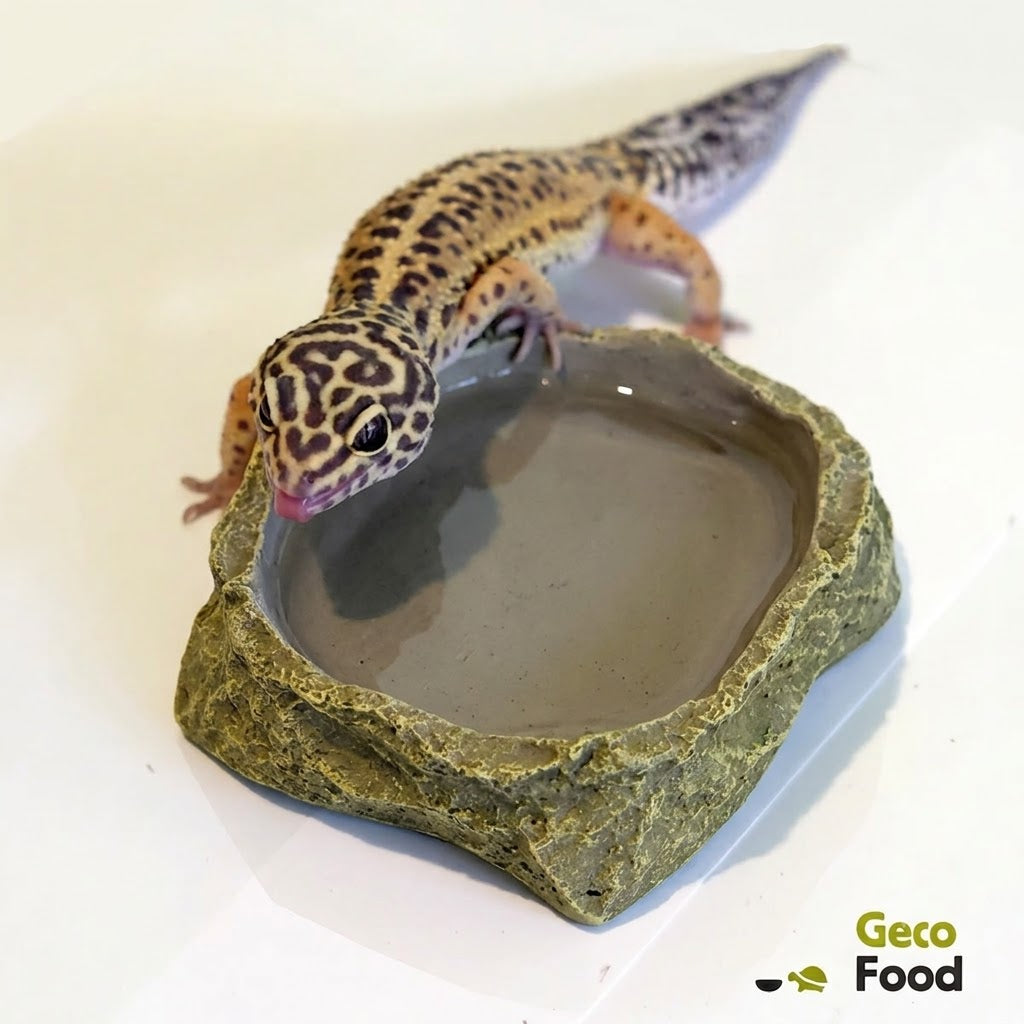 Ciotola per gechi e rettili