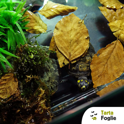 Foglie di faggio per allestimento acquari e terrari