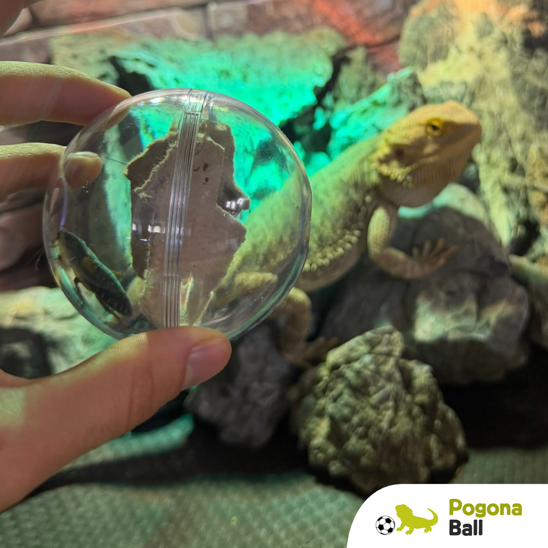 Pogona ball: gioco di attivazione mentale 