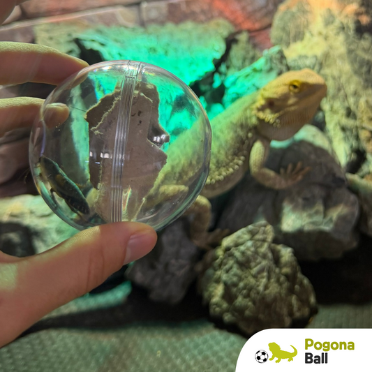Pogona ball: gioco di attivazione mentale 