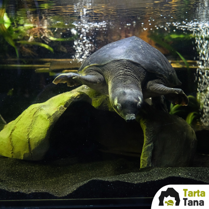 Grotta per tartarughe XLS