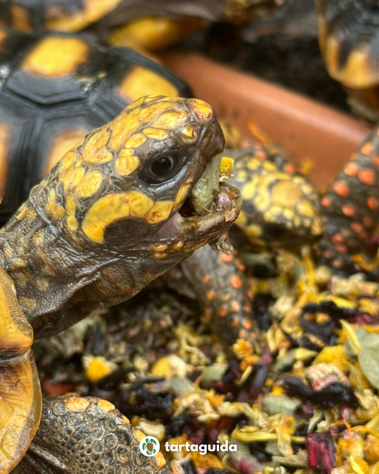 Herbivor mangime per tartarughe terrestri 