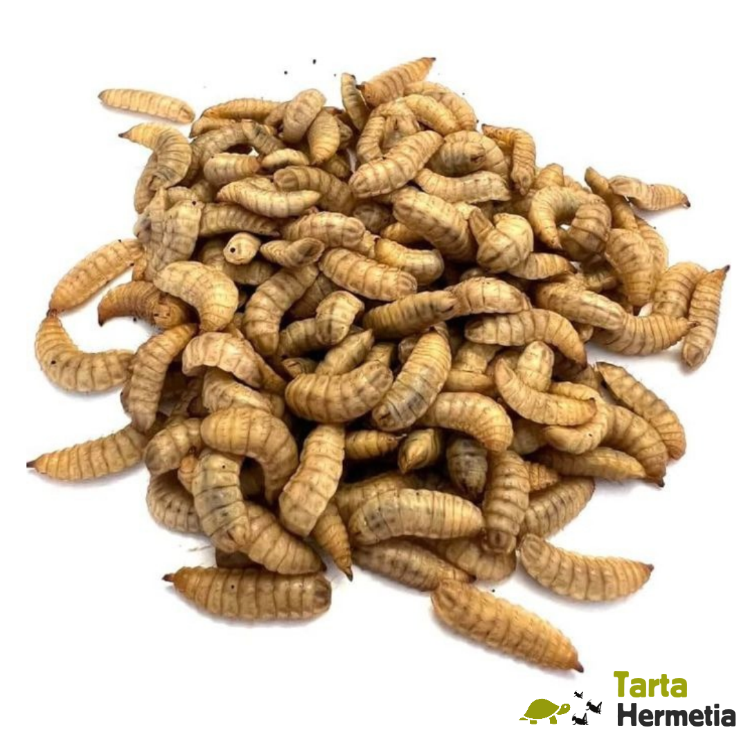 Hermetia illucens (mosca soldato nera) essiccate per tartarughe