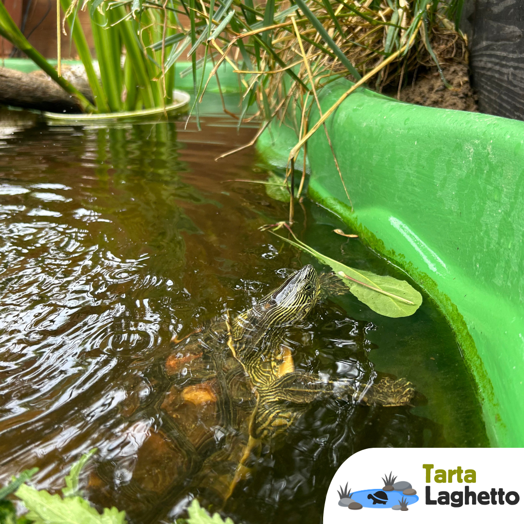 Laghetto per tartarughe piattaforma rigida da 600 litri