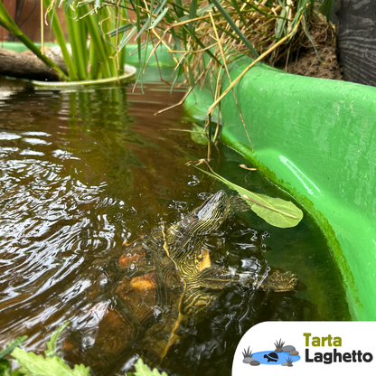 Laghetto per tartarughe piattaforma rigida da 600 litri