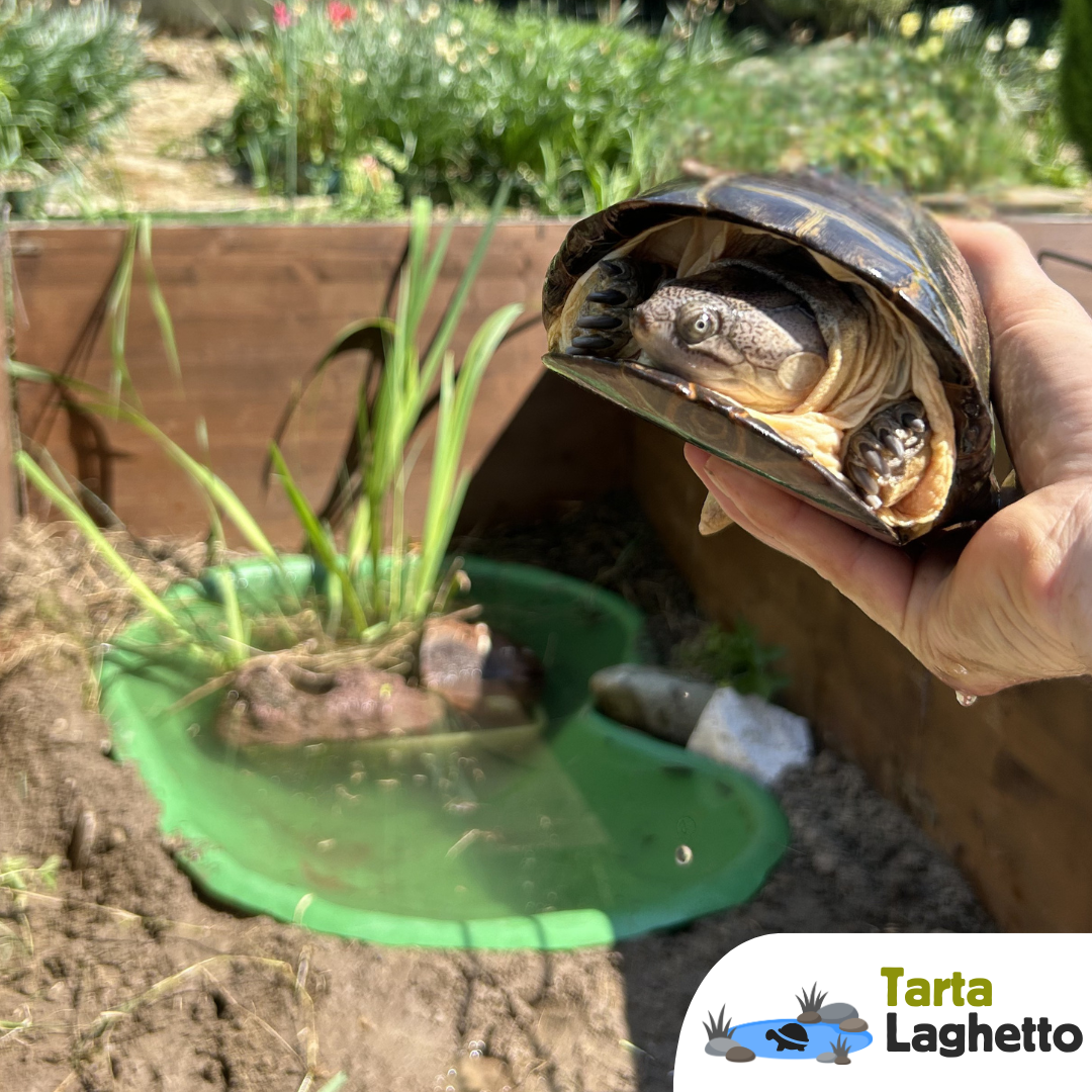 Laghetto per tartarughe piattaforma rigida da 90 litri