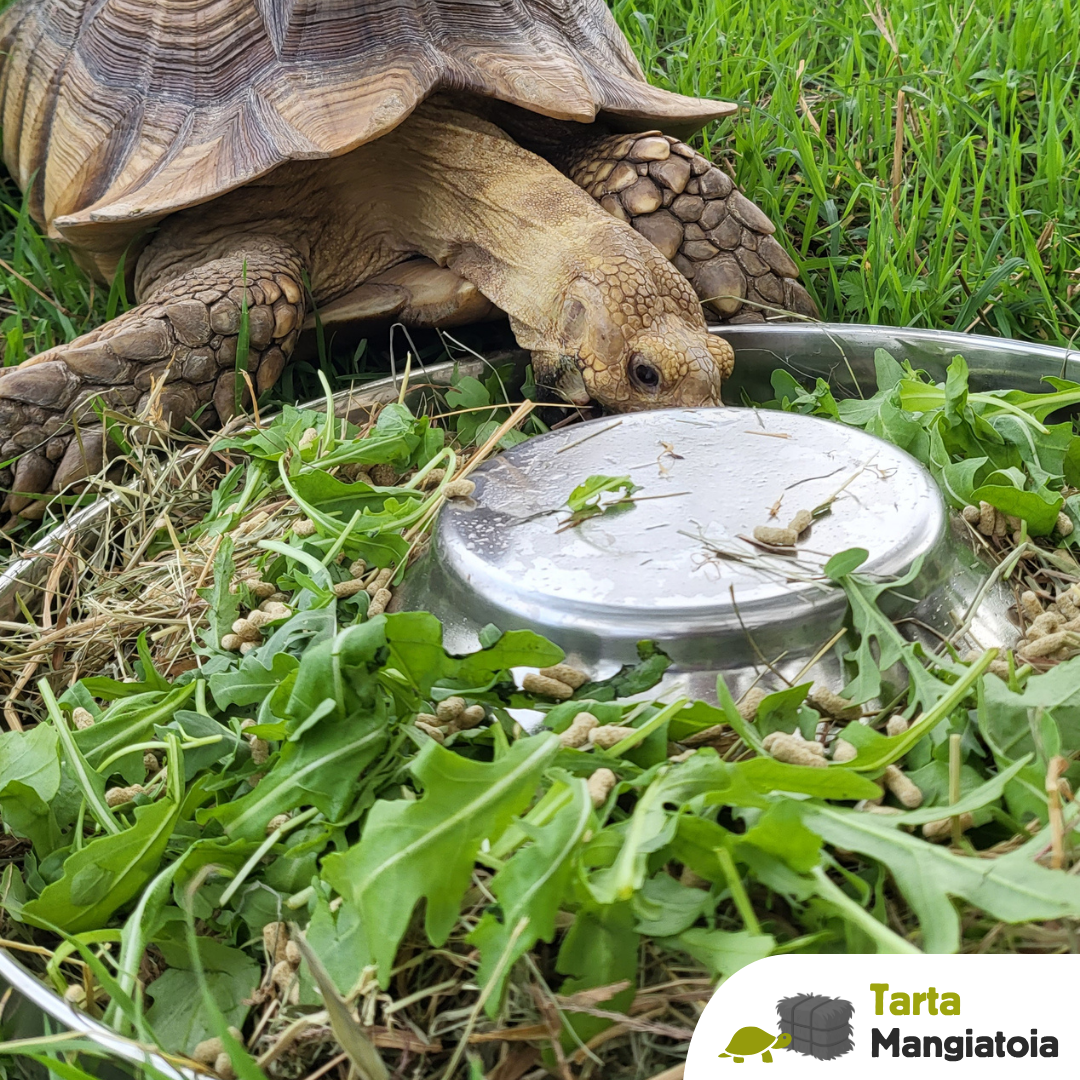 Mangiatoia per tartarughe di terra in acciaio