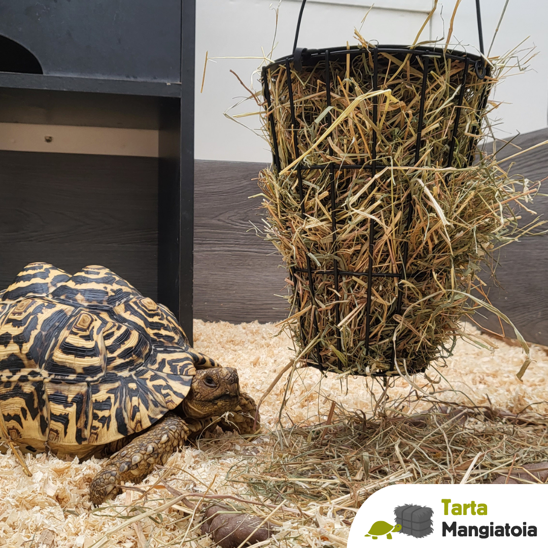 Mangiatoia per fieno tartarughe terrestri sulcata e pardalis