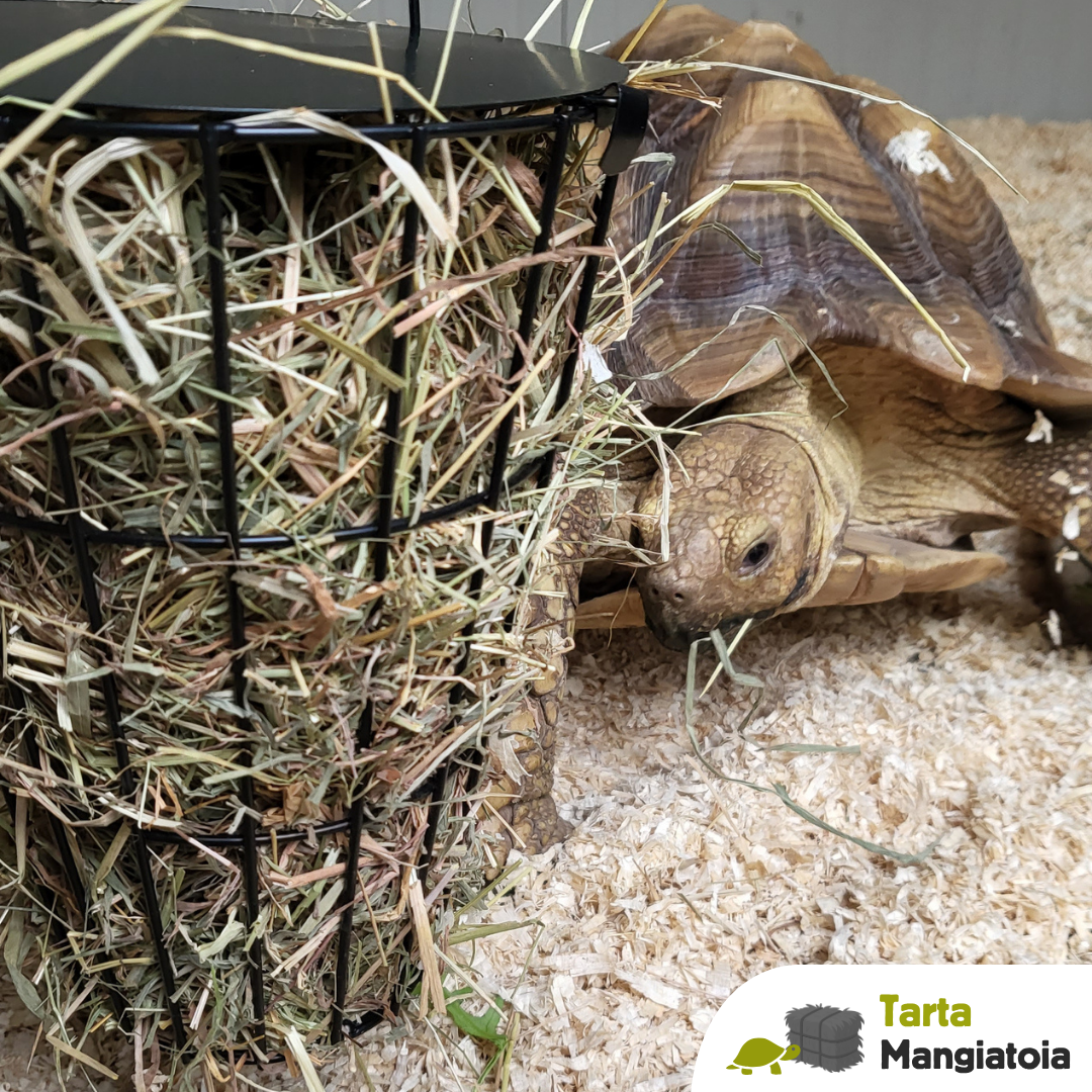 Mangiatoia per fieno tartarughe terrestri sulcata e pardalis