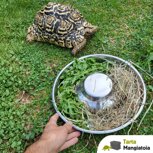 Mangiatoia per tartarughe di terra in acciaio
