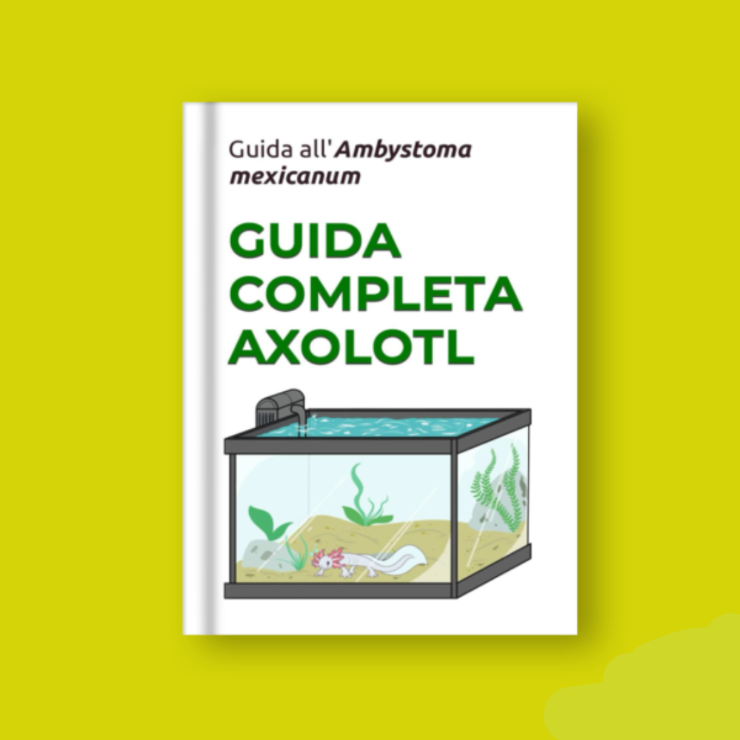 Manuale guida all'axolotl Ambystoma mexicanum