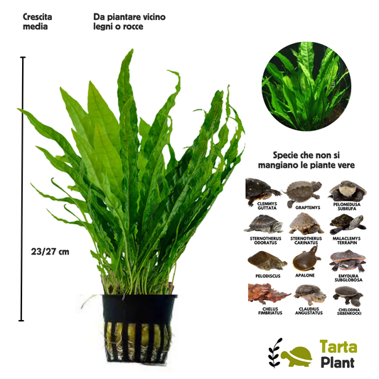 Microsorum pianta vera per acquari con tartarughe