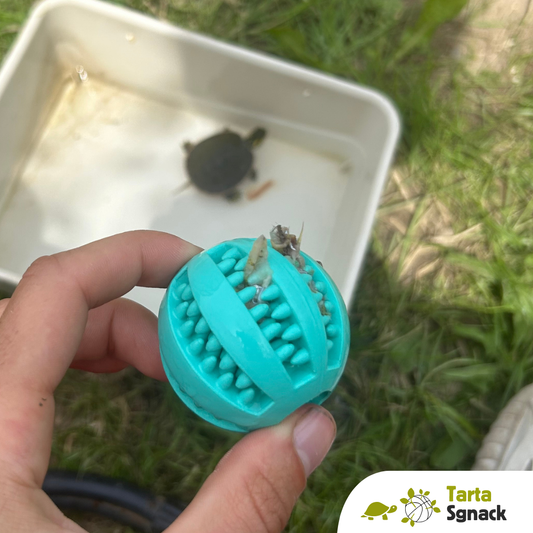 Mini Tarta SGNACK - gioco di attivazione mentale per tartarughe d'acqua