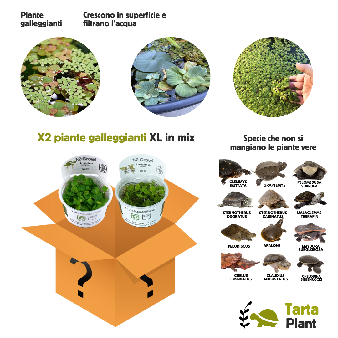 Mistery Box piante galleggianti vere
