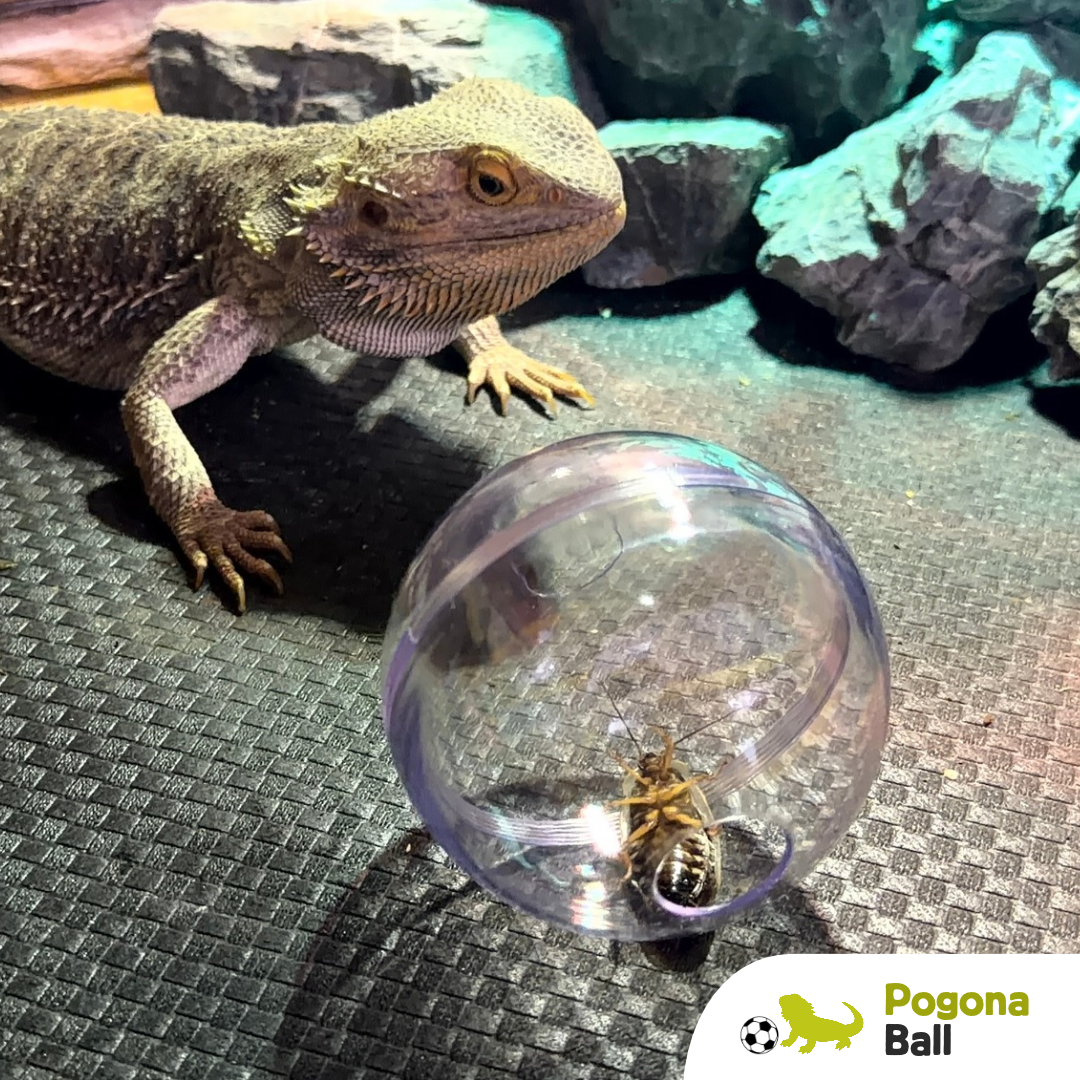 Pogona ball: gioco di attivazione mentale 