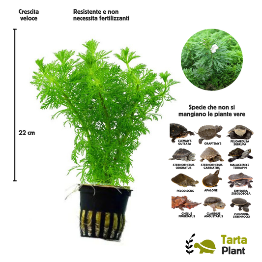Sessiflora pianta vera per acquari con tartarughe