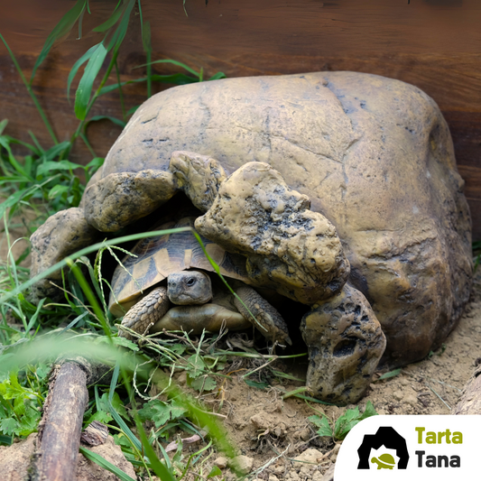 Tana per tartarughe