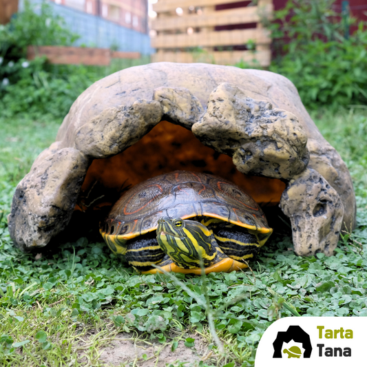tana per tartarughe acquatiche