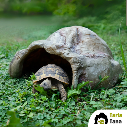tana per tartaruga di terra