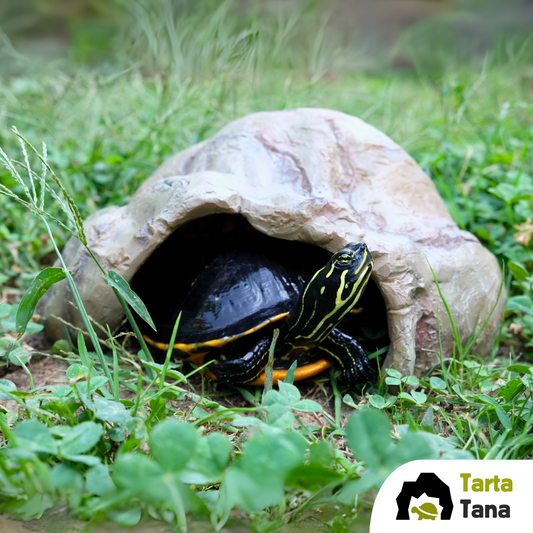 tana per tartarughe d'acqua 