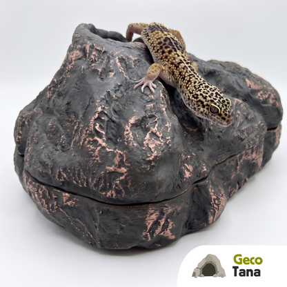 Tana umida per gechi leopardini, cilatus e sauri