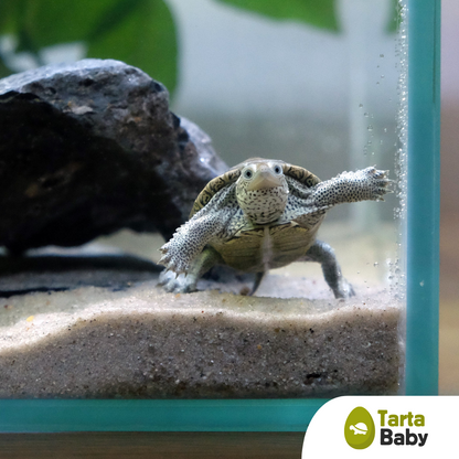 TartaBaby acquario per tartarughe 70x40x40 h cm