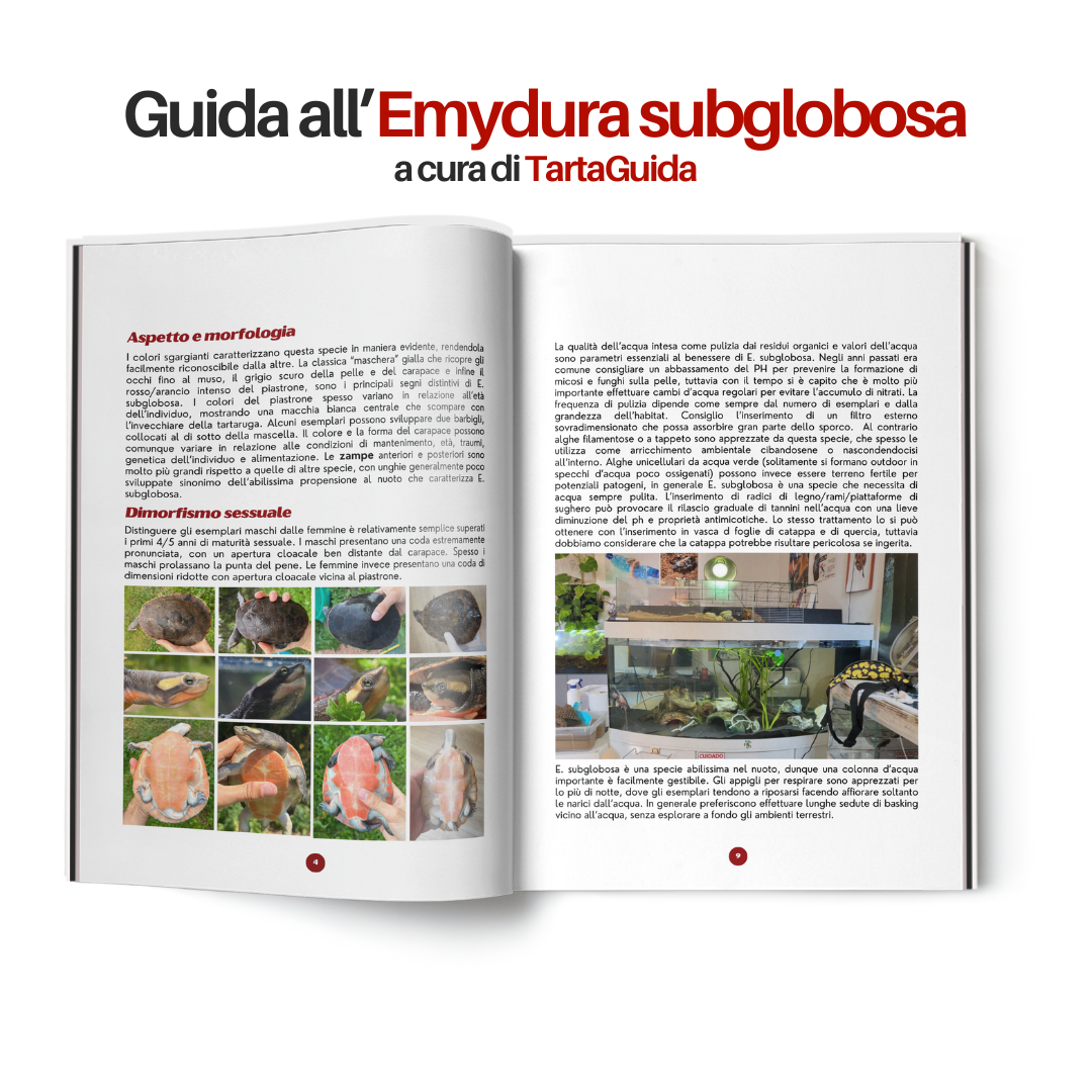 TartaGenius n°2 rivista tartarughe: Emydura subglobosa e Chelonoidis carbonaria