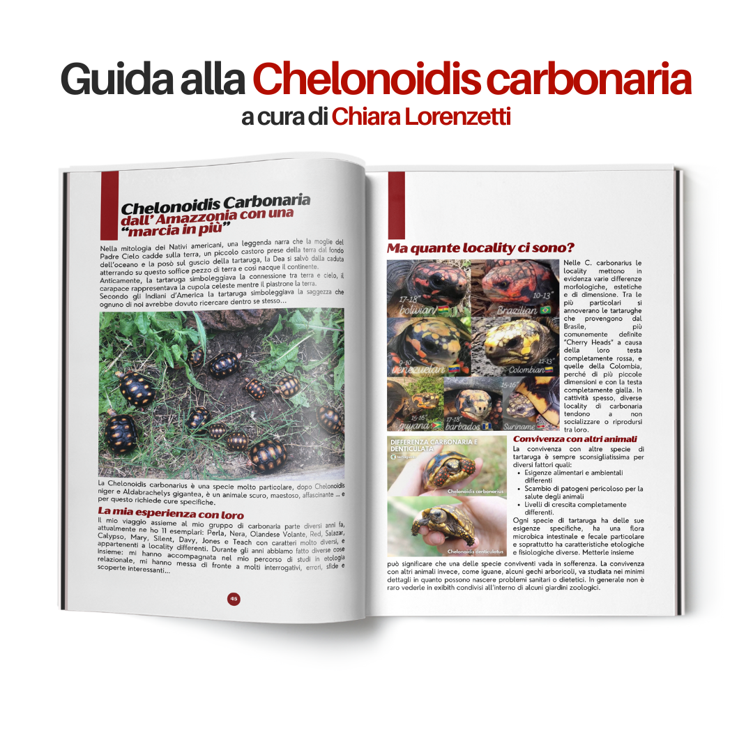 TartaGenius n°2 rivista tartarughe: Emydura subglobosa e Chelonoidis carbonaria