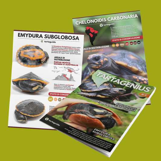 TartaGenius n°2 rivista tartarughe: Emydura subglobosa e Chelonoidis carbonaria