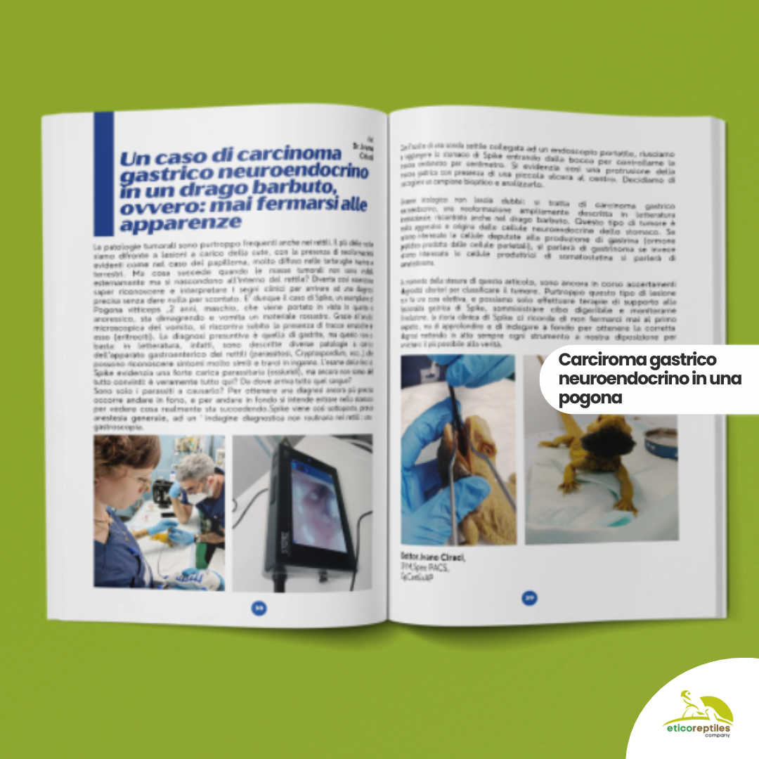 TartaGenius n°3 Pseudemys spp e Stigmochelys pardalis