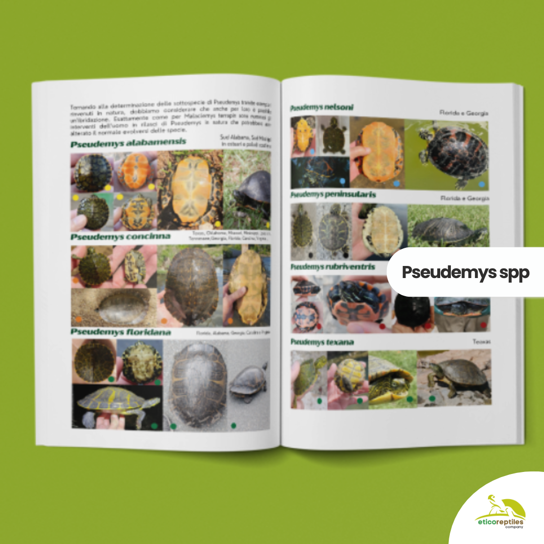 TartaGenius n°3 Pseudemys spp e Stigmochelys pardalis