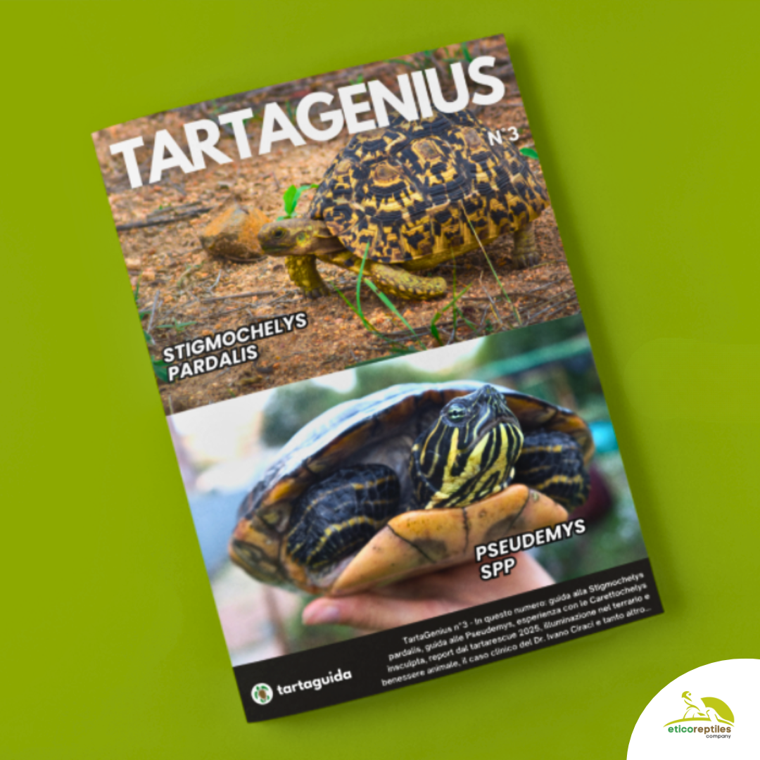 TartaGenius n°3 Pseudemys spp e Stigmochelys pardalis
