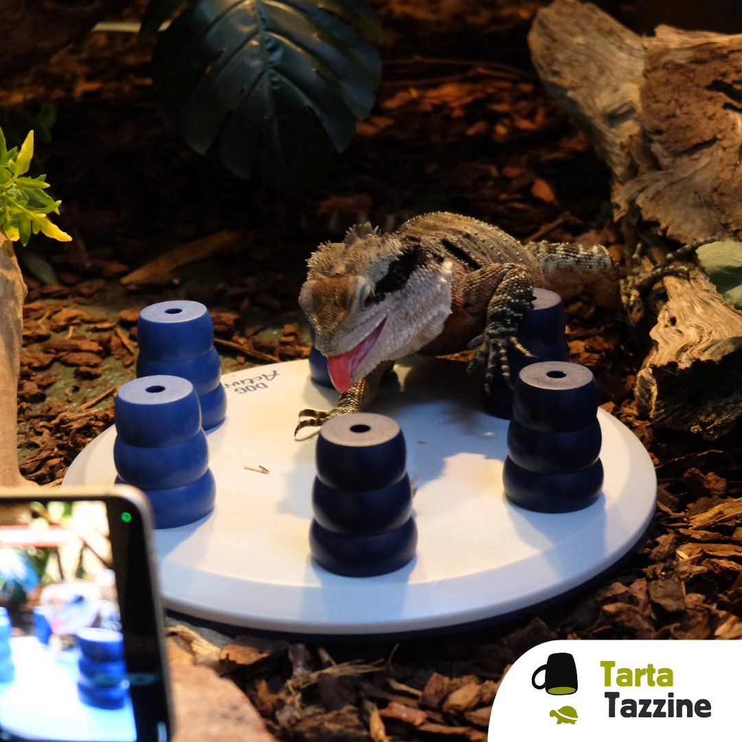 Tazzine gioco di attivazione mentale per rettili 