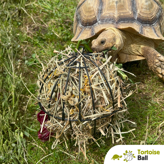Tortoise Ball gioco di attivazione mentale per tartarughe di terra