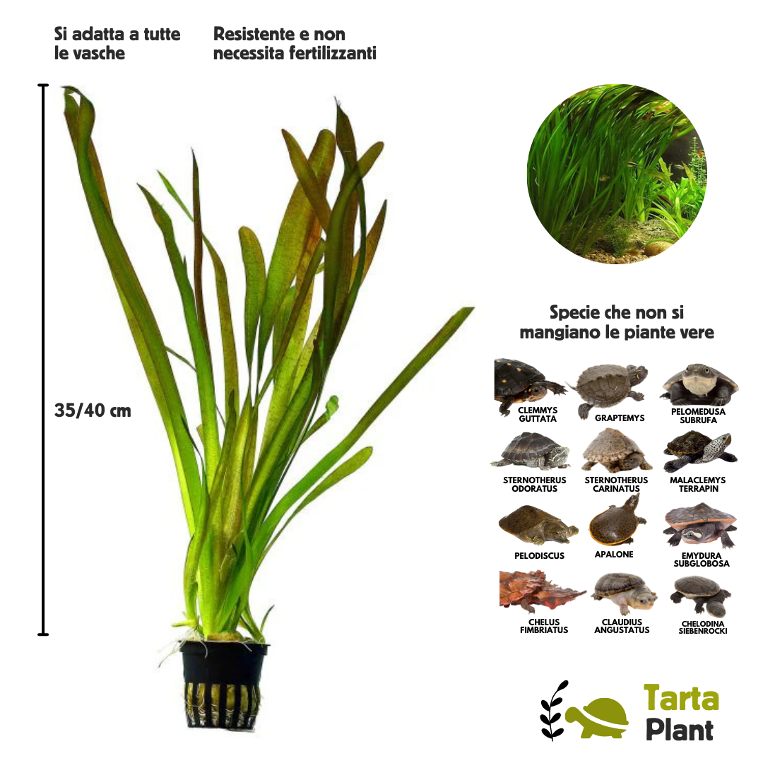 Vallisneria gigantea pianta vera per acquari con tartarughe