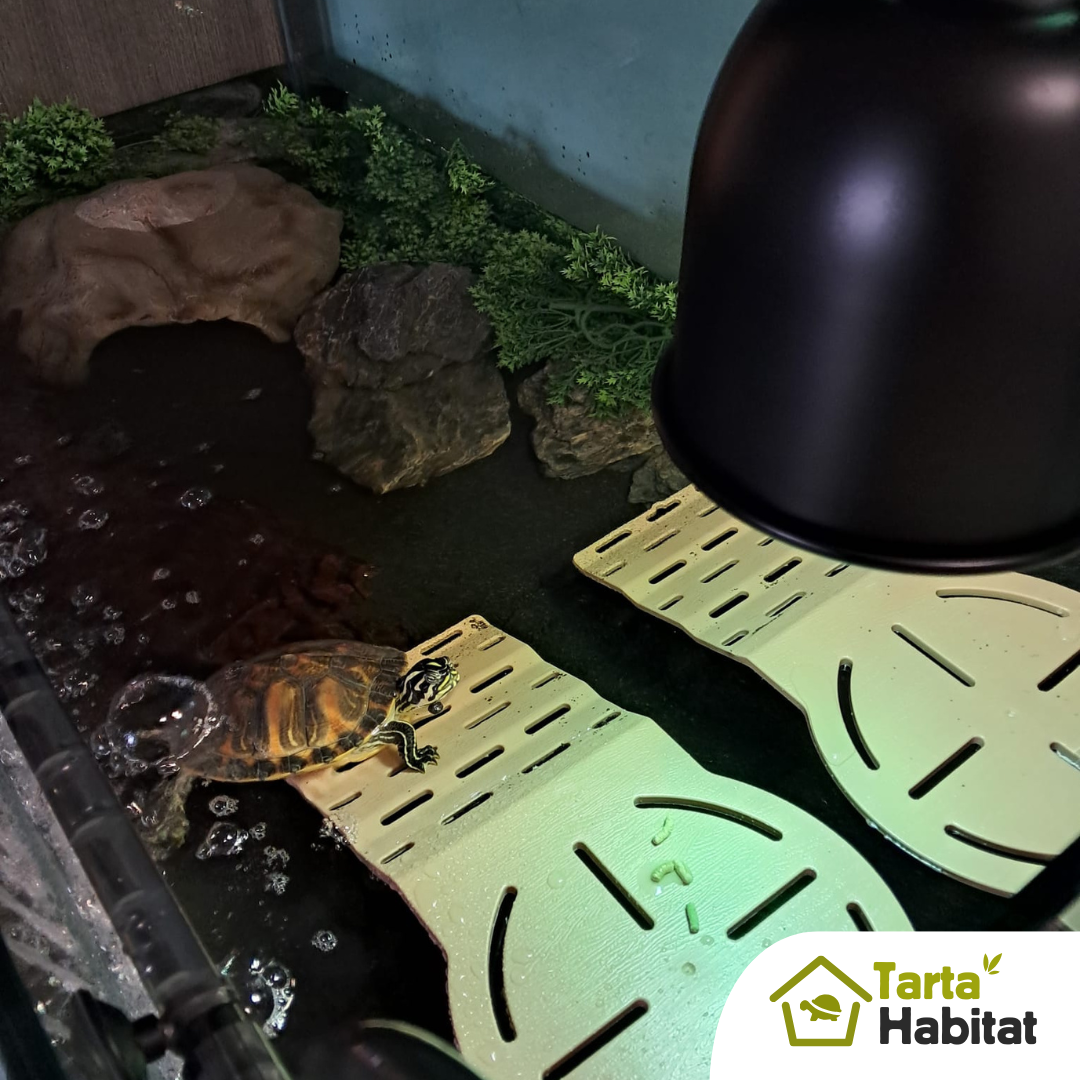 Tarta Habitat Acquario per tartarughe d'acqua 100x50x40/50 h cm