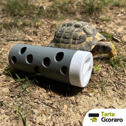 Ciociaro gioco di attivazione mentale per tartarughe