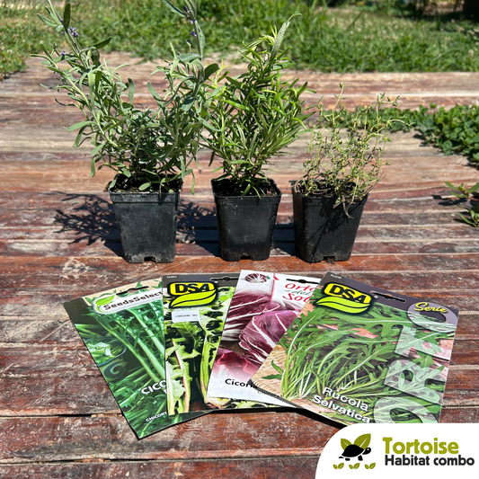 Combo habitat tartarughe terrestri: piante aromatiche e semi