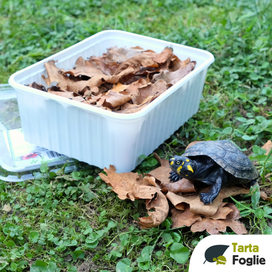 foglie per l'allestimento acquari e terrari