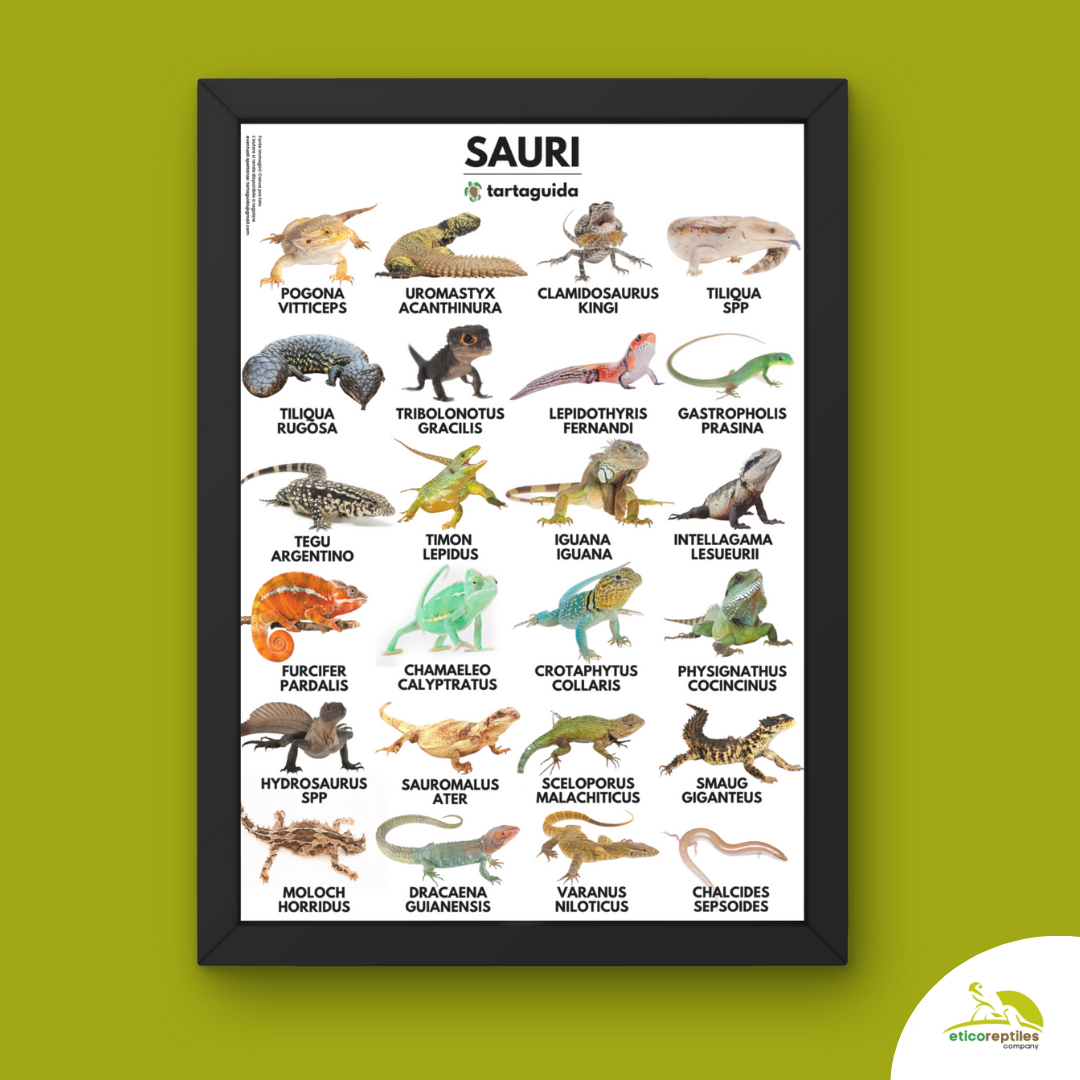 Poster Sauri rettili 50x70